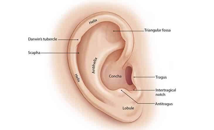 Otoplasty Surgery For Prominent Ear - Dr Rajat Gupta - Plastic Surgeon in Delhi -02 Otoplasty Surgery